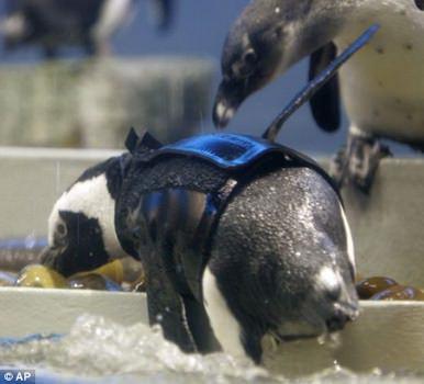 <p>Hızla tüylerini yitirmeye başlayan ve üşüdüğü için yüzemeyen Pierre, Oceanic Worlwide dalgıç teknolojileri firmasının geliştirdiği cırtcırtlı yelek sayesinde ısınabilmiş. Arkadaşları tarafından reddedilmemesi de başarı.</p>

<p> </p>
