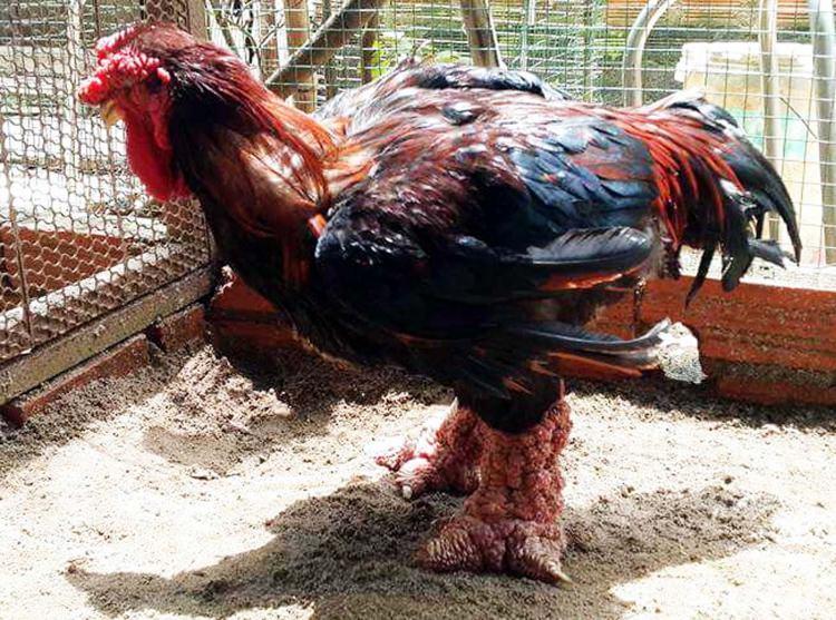 <p>Bodrum'da emekli kaptan ve tersane işletmecisi Ertuğrul Kara, 2 arkadaşı ile birlikte kurduğu çiftlikte fiyatları bin ila 6 bin lira arasında değişen 8 farklı tavuk türü yetiştirmeyi başardı. </p>
