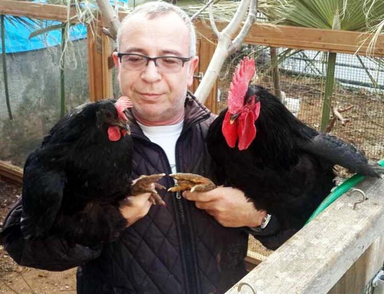 <p>3 arkadaş kurdukları çiftlikte alışılmışın aksine dünyanın önde gelen tavuk ırklarını yetiştirmeye başladı. Hobi olarak başladıkları tavuk üretiminde üç arkadaş, kısa süre sekiz ayrı cins tavuk üretimine ulaştı.</p>