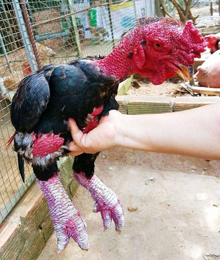 <p>"20 bin lira teklif eden olmasına rağmen satmadık. Normat tavuklara göre üç misli daha ağır olan bu türün ayaklarından yapılan çorbanın afrodizyak etkisi yaptığı biliniyor.</p>