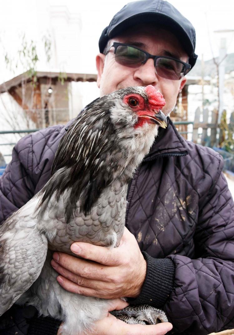 <p>Yumurtaları da siyah olan ve yine çok değerli türlerden olan Endenozya ırkı 'Ayem Cemani' cinsi tavuğu da Bodrum'da yetiştirmeyi başardıklarını vurgulayan Kara, hedeflerinin yılda 300'ün üzerinde yumurta veren bu tavuk türlerinin üretimini ve sayısını hızla arttırmak olduğunu kaydetti.</p>