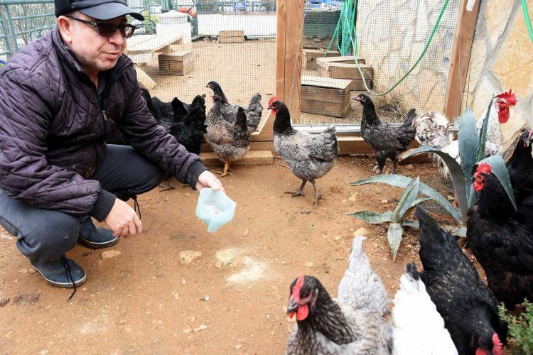 <p>Kara, Dong Tao ve Ayem Cemani'nin dışında bugüne kadar Australorp Siyah (Avustralya ), Australorp Mavi (Avustralya ), Light Susex (İngiltere), Arakanus Mavi Yeşil (Amerika), Americanus Mavi (Amerika), Cream Legbar (Güney Amerika) ırklarını üretmeyi başardıklarını vurguladı.</p>