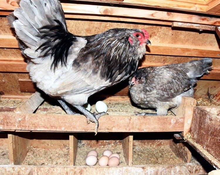 <p>Ertuğrul Kara, şöyle dedi:</p>
<p>"Bu ırkları sadece yumurtalarını büyük güçlüklerle temin ederek yaratabildik. Tüm bu ırkların yanısıra dünya standartlarında yeni bir ırk yetiştirmek için de yoğun çaba sarf ediyoruz. </p>