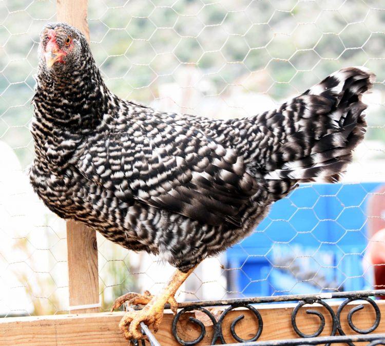 <p>Yeni yetiştireceğimiz ırkın yılda 350 yumurta vereceğin tahmin ediyoruz. En büyük korkumuz birkaç kez çalınmaya teşebbüs edilen tavuklarımızı koruyabilmek."</p>