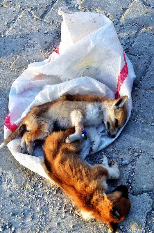 <p>Olay yerine gelen Schwarz'ın serum takıp ilgilendiği hayvanlar, kurtarılamadı. Jandarma, yavru köpekleri konteynere kimin attığını araştırmaya başladı. Olayla ilgili soruşturma başlatıldı.</p>
