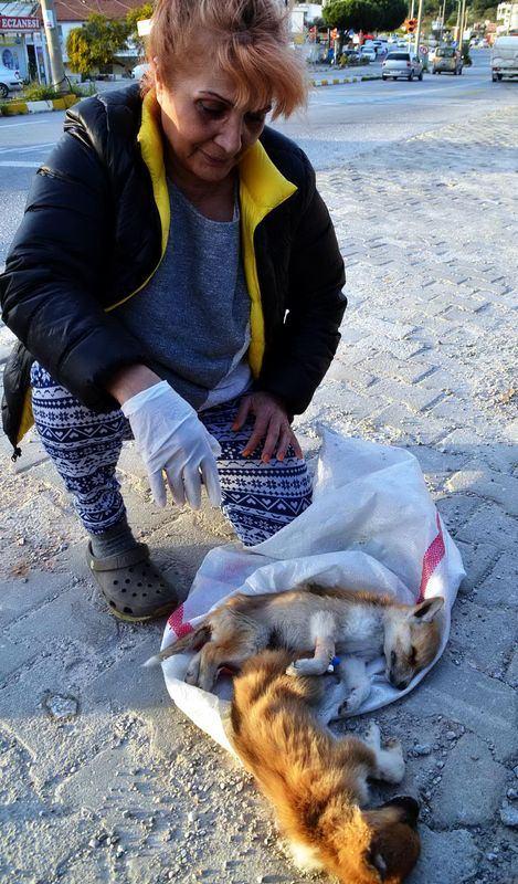 <p>Çuvalın içinde bulunan poşette bir aylık iki yavru köpeğin ölmek üzere olduğunu görenler, ilçede sahipsiz hayvanlar için yaptığı çalışmalarla tanınan Bodrum Hayvan Hakları Derneği üyesi Dr. Yıldız Schwarz'a haber verdi. </p>
