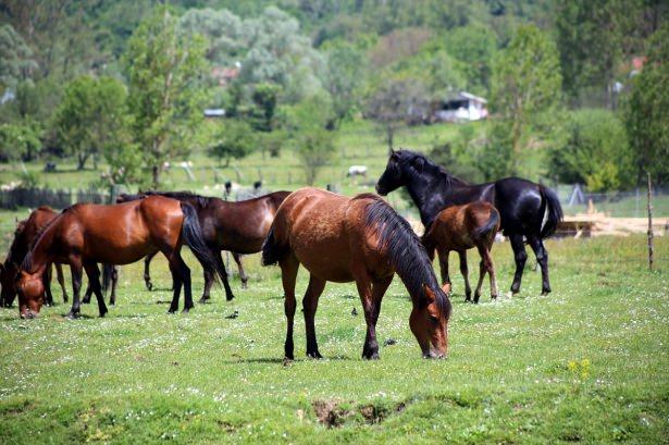 <p>Bolu Dağı'nın yılkı atları Doğa Koruma ve Milli Parklar Bölge Müdürlüğünce korunuyor.</p>

<p> </p>
