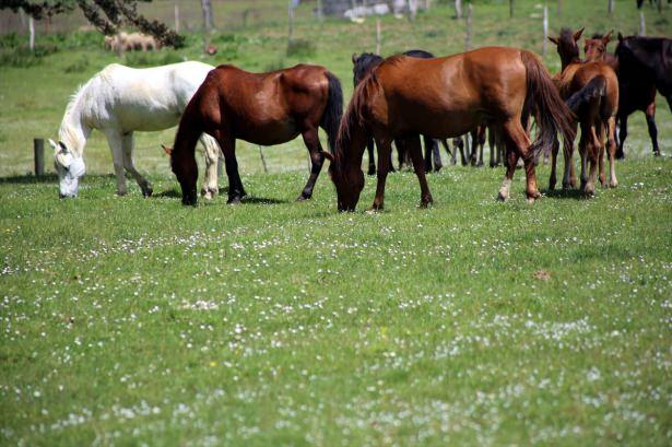 <p>Bolu Dağı At Yaylası mevkisinde bin 250 metre rakımlı yaylada yaşayan ve sayıları yaklaşık 65 olan yılkı atlarının bu yıl doğan taylarla sayıları her geçen gün artıyor.</p>

<p> </p>
