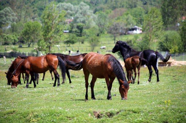 <p>Yayla evlerinin yakınlarında bulunan otlaklara gelen ve yaylada yaşayanların büyük baş hayvanlarıyla birlikte otlayan yılkı atları, yaylanın doğal yaşamına bir başka güzellik katıyor.</p>

<p> </p>
