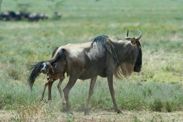 <p>Tanzanya'da Serengeti Ulusal Parkında bir antilop doğum yaptı. Fakat doğum yaptığı bölge onları dört gözle bekleyen Çitaların bölgesiydi. Bu yeni doğan yavru antilop belki diğer antiloplar arasındaki en şanssızıydı. O adeta yenilmek için doğdu sanki... İşte o fotoğraflar...</p>