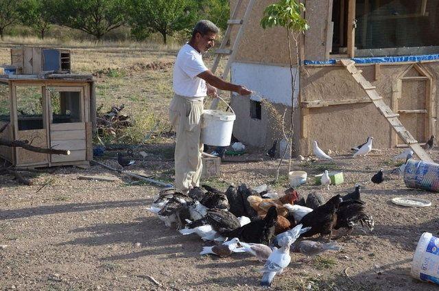 <p>Seheryıldızı, "Malatya'nın havası, suyu, insanları hoşuma gitti. Aslen Osmaniyeli olmama rağmen geldim, buraya yerleştim. Bütçeme uygun Akçadağ'da 3,5 dönüm arazi aldım. Burada tavuk, güvercin, hindi besliyorum. 2-3 köpeğim var." dedi.</p>