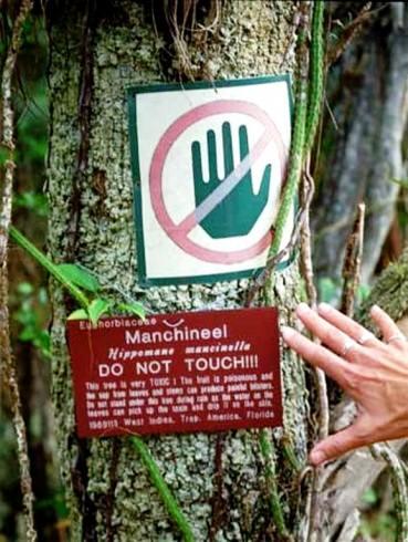 <p>Guinness Rekorlar Kitabına girecek kadar tehlikeli olan ve "D&uuml;nyanın En Zehirli Ağacı" olarak &uuml;nlenen Manchineel Ağacı, Florida, Bahama, Karayibler, Orta Amerika ve G&uuml;ney Amerika b&ouml;lgesinde rastlanan nadir bir t&uuml;r.</p>