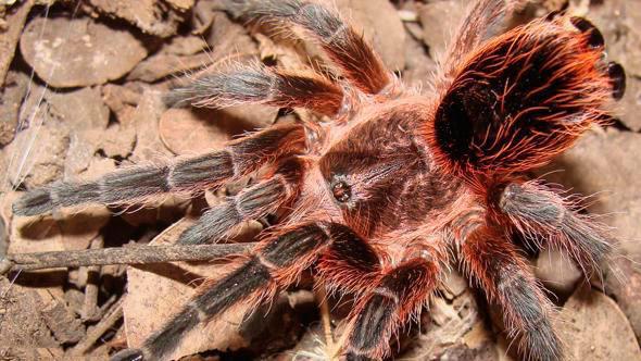 <p>Kalbe iyi geliyor, cinsel gücü artırıyor - Bu kırmızı tüylü Şili tarantulasının zehiri, kalp ritmi bozukluklarının tedavisinde kullanılan peptit içeriyor. Bu türün yakın akrabası muz örümceğinin bir ısırığı çocuk ya da yaşlılarda ölüme neden olabilirken, içerdiği zehir viagra gibi cinsel gücü artıran doğal bir madde içeriyor.</p>
