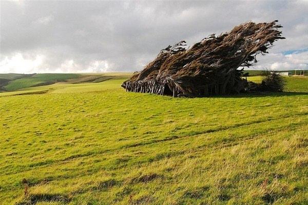 <p>Yeni Zelanda'nın Güney Adası’nda görülen eğik ağaçlar, görenleri adeta şaşkına çeviriyor.<br />
 </p>
