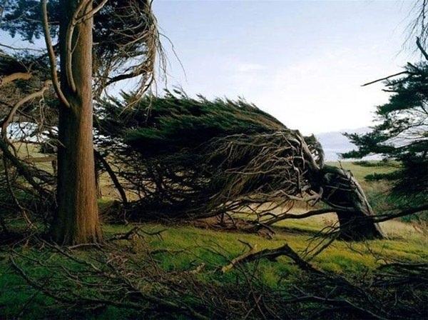<p>Güney kutbundan 4,803 km üzerinde, ekvatorun 5,140 km altında bulunan ağaçların konumu, Antartika Rüzgarları'nın kesintisiz 3,218 km yol katedip bu ağaçlara şeklini vermesi açısından çok önemli.<br />
</p>
