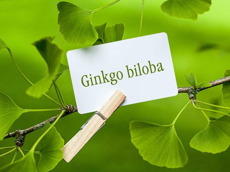 <p><strong>Ginkgo Biloba</strong></p>

<p>Bazı kişiler, yüksek tansiyon, demans, kulak çınlaması gibi problemleri gidermek için bu bitkisel takviyeden yararlanıyor. </p>
