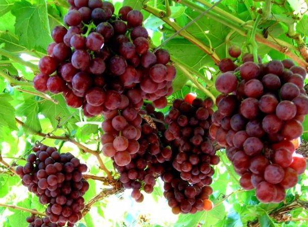 <p><strong>Kırmızı üzüm</strong></p>

<p>Çekirdeğinden suyuna kadar tam anlamıyla bir<strong> sağlık deposu </strong>olan <strong>kırmızı üzüm içerdiği resveratrol </strong>sayesinde iyi bir kalp dostu.</p>
