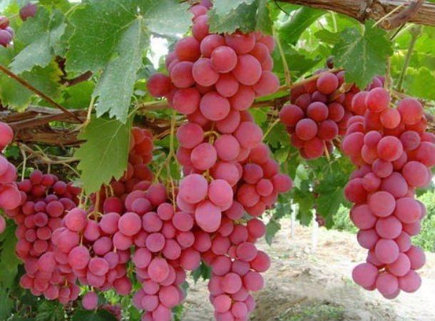 <p>Özellikle <strong>damar sağlığını desteklediği</strong> uzun süredir biliniyor. </p>