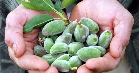 <p><strong>Çağla</strong></p>
<p>Nisan ayı bitmeden mutlaka sofralarınızda yer verin. İçerdiği yüksek<strong> E vitamini </strong>sayesinde antioksidan özellik taşıyan çağla bu sayede <strong>kötü kolesretol olan LDL’yi</strong> düşürüyor. </p>