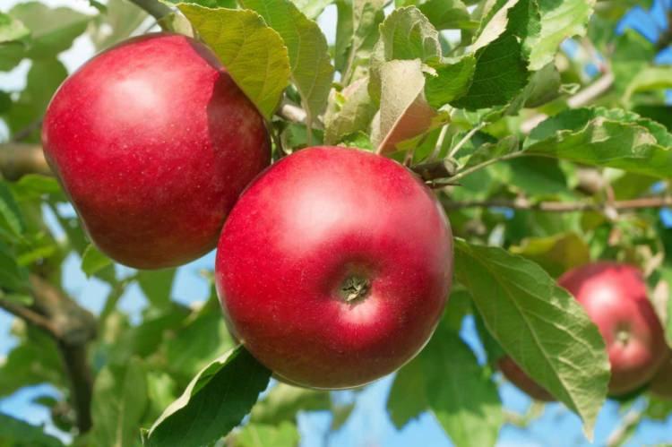 <p><strong>Elma: </strong>Elma tokluk hissi vermesinin yanı sıra yendiği andan itibaren insana dinçlik hissi verir. </p>