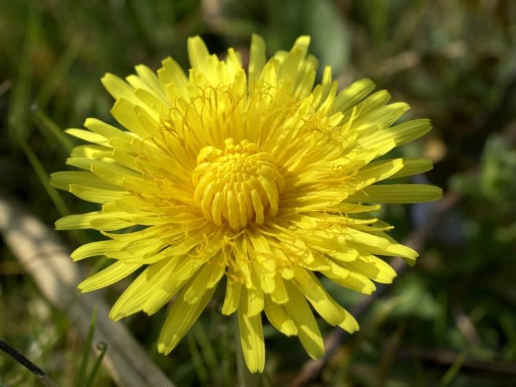 <p>Kara Hindiba  (Taraxacum officinale), Arslandişi, Radika, Gelingöbeği ve Keklikotu, adlarıyla da tanınır. </p>
