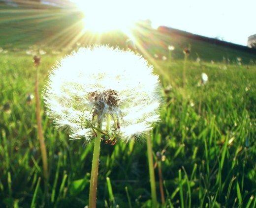 <p>Sadece yaprak, sap veya kökleri kullanılacak ise; yapraklar çiçeklenmeden önce, kökler ilkbaharda veya sonbaharda, çiçek sapları ise çiçeklenme sırasında toplanır. </p>
