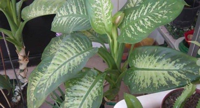 <p>Araceae familyasından olan bu çiçek, esintili ortamları çok sever. Güneş olmasa bile bulunan ortamın aydınlık olması yeterli olacaktır.</p>