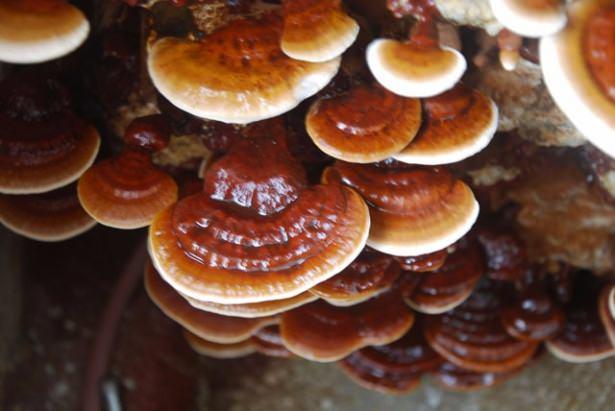 <p><strong>GANODERMA (REIŞI) MANTARI</strong></p>

<p>1-2 ay kullanan iki kişi hayatlarını kaybetti.</p>
