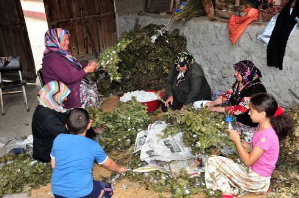 <p>Türkiye'de elde edilen ipeklerin genellikle Ortadoğu ve Avrupa ülkelerine ihraç edildiğini anlatan Çiçek, dünyada üretimin yaklaşık yüzde 70'inin Çin tarafından gerçekleştirildiğini sözlerine ekledi.</p>
<p> </p>