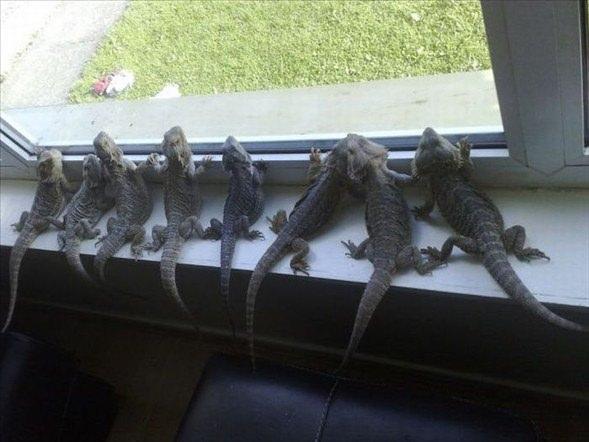<p><span style="color:#FFFFFF">Yüzünde tarantulası ile poz veren Alan (44), 80 hayvan ile aynı evde yaşamanın "muazzam" bir tecrübe olduğunu söylüyor</span></p>

