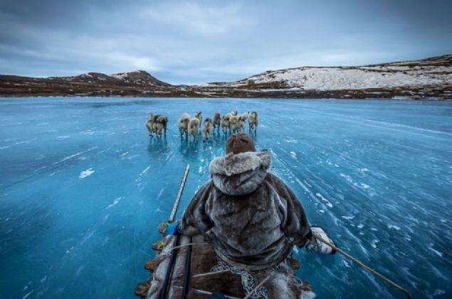 <p>Kızak çeken köpekler, Greenland </p>

<p> </p>
