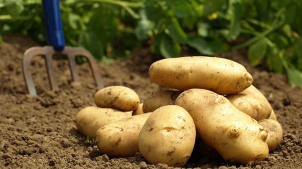 <p>-Patates</p>

<p>-Plantain meyvesi</p>

<p>-Portakal </p>

<p>-Somon</p>
