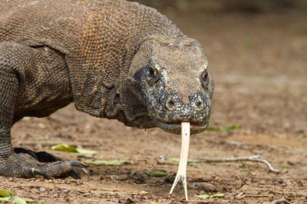 <p>Komodo ejderi 3 m. boyunda uzunluğunda ve 140 kilo civarındadırlar. Adına ejder denilmesine karşın aslında bir varan çeşididirler.</p>
