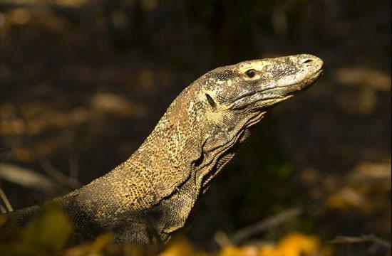 <p>Endonezya`ya bağlı Komodo, Rintja ve Flores adalarında bulunurlar. Otlak alanları tercih ederler.</p>
