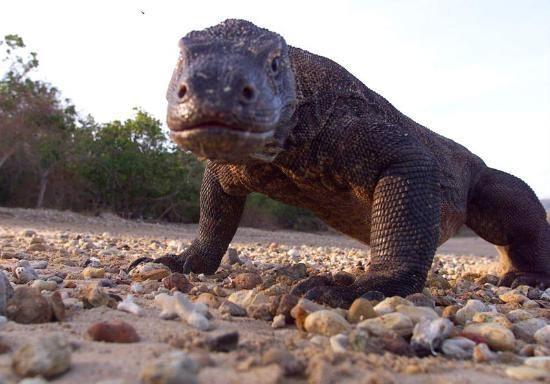 <p>Ayrıca Komodo Ejderi avını ısırdıktan sonra hemen yemeyebilir, avı zaten girdiği şok sonucu öleceğinden daha sonra geri dönüp beslenebilir.</p>
