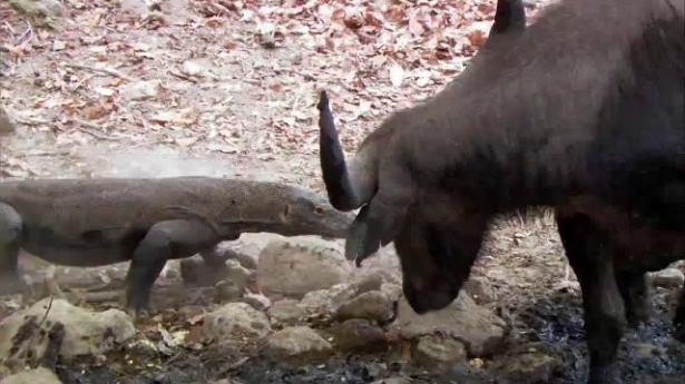 <p>Aynı zamanda dişi komodo ejderlerinin içinde erkek üreme hücresi oluştaracak bir kısım bulunur ve bu kısım zor durumlarda kullanılarak dişinin kendi kendine üremesini sağlar.</p>
