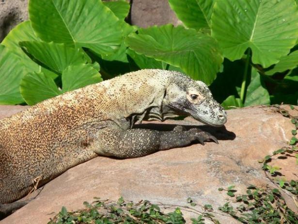 <p>Yeni doğan komodo ejderleri kendi başlarının çaresine bakmak zorundadırlar ve pekçoğu savunmasızdır bu yüzden çoğu yavru ilk yıllarında pekçok yırtıcıya, yamyam yetişkinler dahil, yem olurlar.</p>
