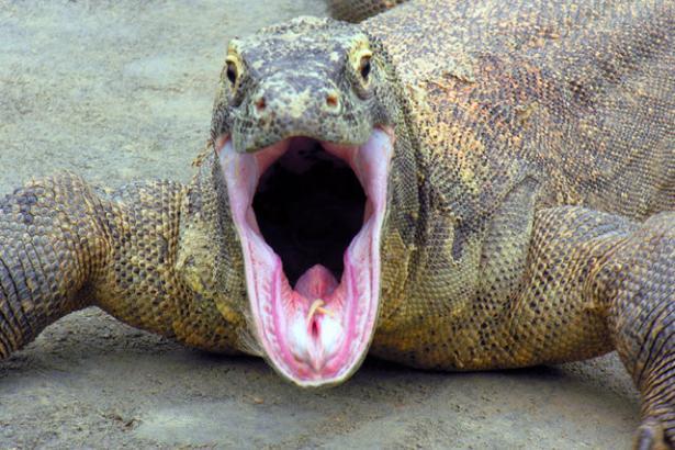 <p>Komodo ejderleri eski soyu tükenmiş devasa bir varan türü olan megalania ile yakın akrabadırlar.</p>
