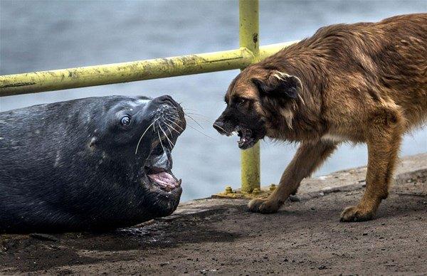 <p>Fotoğrafçı Alberto Ghizzi Panizza tarafından yakalanan karelerde bir köpek ve deniz aslanının bir parça balık için birbirlerine ‘diş gösterdikleri’ görülüyor.</p>

<p> </p>
