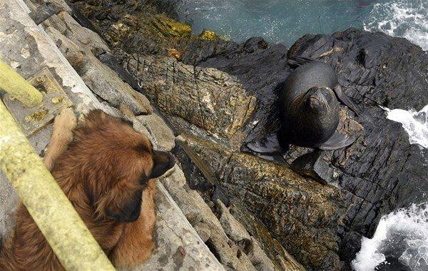 <p>Köpek arkadaş canlısı ama deniz aslanı oldukça büyük ve agresif. Bu kavgayı büyük deniz aslanı kazandı ama köpeğin hala bir parça balığı var” dedi. </p>

<p> </p>
