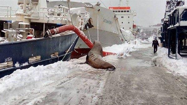 <p>Kamçatka Limanı'nda bulunan balıkçılar süpriz bir misafirliğe böyle tanık oldu.</p>

<p> </p>
