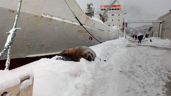 <p>Balıkçılar karaya çıkan deniz aslanını böyle görüntüledi. </p>

<p> </p>
