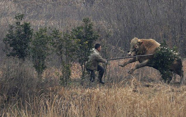 <p>Çin'de kamyondan kaçarak kurtulan inek, çiftçilere korku dolu anlar yaşattı...</p>

<p> </p>
