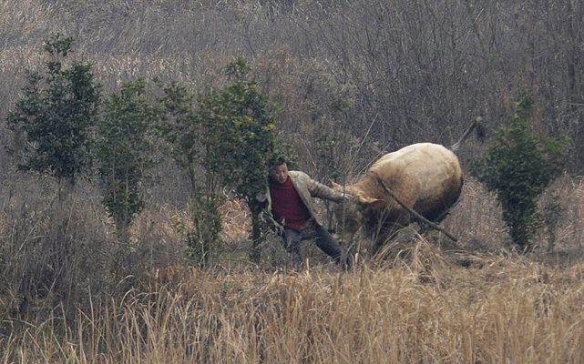 <p>700 kilogram ağırlığındaki ineğin, onu yakalamaya çalışan çiftçiye saldırı anı, çevrede bulunanlar tarafından görüntülendi...</p>

<p> </p>
