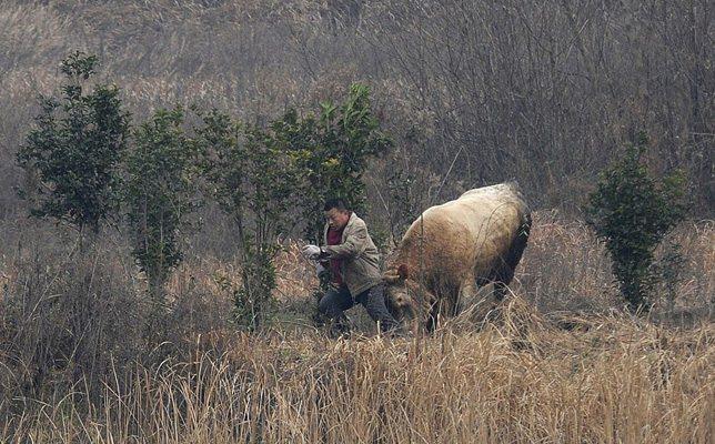 <p>Tek başına mücadele etmeye çalışan çiftçi, canını kurtarmak için koşsa da, ineğin adamı bırakmaya hiç niyet yok gibi görünüyor...</p>

<p> </p>
