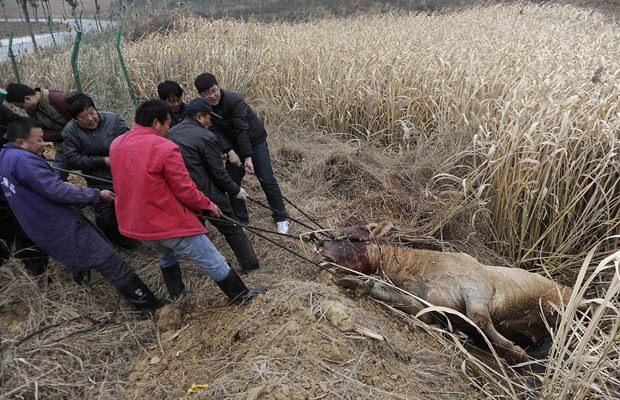 <p>Ve inek, polis tarafından vurularak öldürülüyor.</p>

<p> </p>
