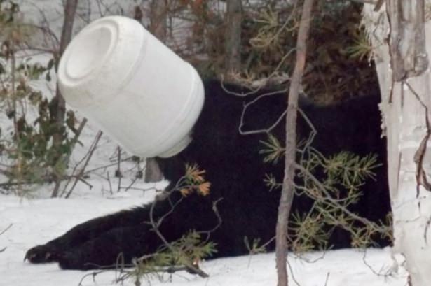 <p>Çizgi film sahnesini andıran olay mahalle sakinlerinin görmesiyle ortaya çıktı. Kanada’nın Ontario eyaletinde karnı acıkan ayı içinde kuş yemi saklanan plastik kavanoza kafasını sıkıştırdı. </p>
