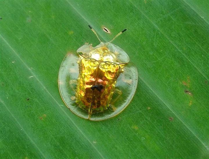 <p>Altın Kalkan Böceği, bahçe bitkilerini besleyen metalik böcek, çiftleşip büyümediğinde veya tehdit altında hissettiğinde rengi kırımızı ya da kahverengi arasında değişir. </p>

<p> </p>
