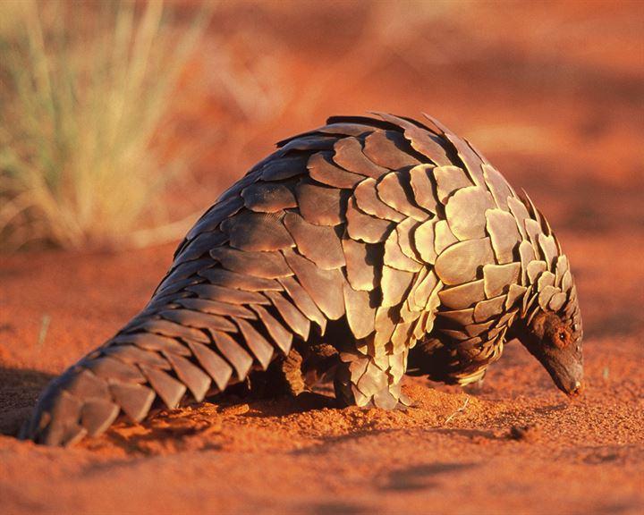 <p>Pangolin, çam kozalığına benzemesi ile bilineir. Vücudunun tamamı kabuk ile örtülüdür. </p>

<p> </p>
