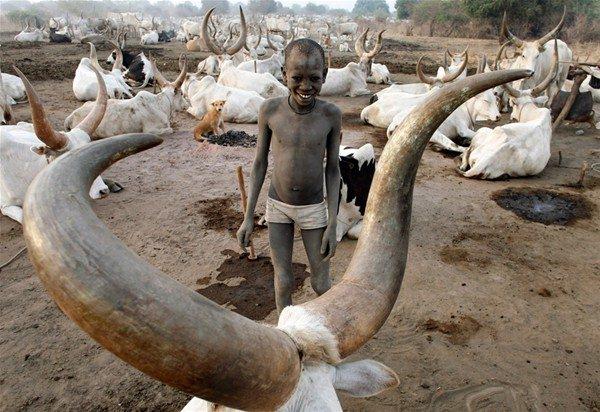 <p>Hayvanlarına günde iki kez masaj yapıyorlar. Güney Sudan'da hayvanlar ve hayvancılık çok önemli. Sudan'dan bağımsızlıklarını kazanmadan önce yaşanan savaşlarda hedefler hep hayvan çiftlikleri oluyordu. </p>

